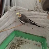 طوطی عروس هلندی