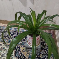 گل وگلدان|گل و گیاه طبیعی|ننور, |دیوار