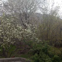 اجاره روزانه ویلا دهبکری بوم گردی