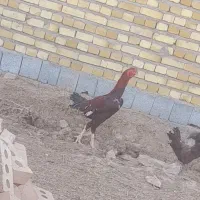 خروس لاری|حیوانات مزرعه|اردبیل, |دیوار