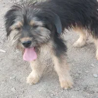 سگ پودل|سگ|خشکبیجار, |دیوار