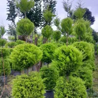 انواع گل وگیاه