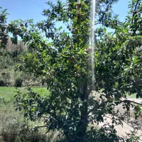 زمین کشاورزی متراژ ۲۰۰۰و پایین تر