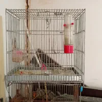 قفسه سره وقناری(غلامی)