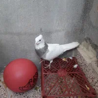کبوتر