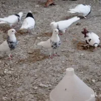 کلفه کبوتر طوقی خالدار ،سیاه