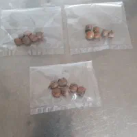 پیاز چه موسیر