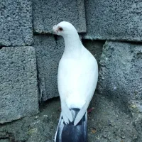 کبوتر معاوضه با رنگی یا بهبهونی