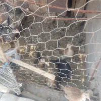 جوجه و خروس گلین