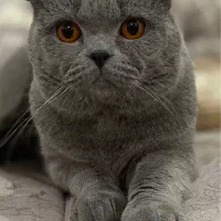 گربه اسکاتیش دبل