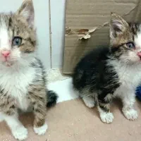 واگذاری بچه گربه