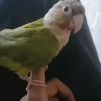 طوطی گرینچیگ رام داره ریز خونی میکنه|پرنده|کرمان, |دیوار