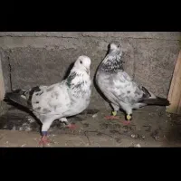 پرنده کبوتر ساعت بالا|پرنده|رامسر, |دیوار