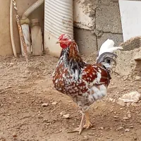 تابلو|تابلو فرش|سنندج, |دیوار