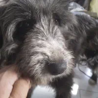 واگذاری تریر دست پا بلند|سگ|اصفهان, شهرک کاوه|دیوار