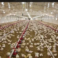 استخدام کارگر ساده مرغداری