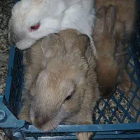 خرگوش