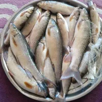 ماهی|خوردنی و آشامیدنی|دهدشت, |دیوار