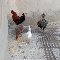 مرغ و خروس همشون باهم میفروشم|حیوانات مزرعه|ملکشاهی, |دیوار