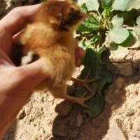 جوجه محلی اصل