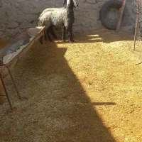 فروش بره قوچ های درجه یک