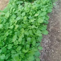 فروش ویژه اسفناج و ترپ