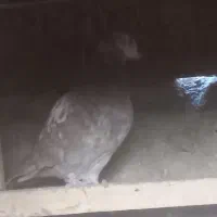 دونه ۱تومن ۶تا باهم فروخته میشه جداگانه دونه ۳تومن|پرنده|بهارستان, |دیوار