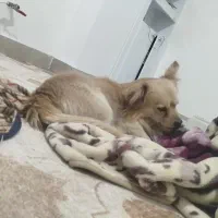 سگ بامر روباهی بافهم