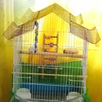 قفس