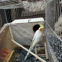 جفت عروس هلندی لتینو مولد باقفس لوازم 1500|پرنده|مشهد, شهید بصیر|دیوار