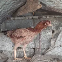 مرغ وخروس لاری|حیوانات مزرعه|مهریز, |دیوار