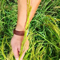 برنج دم سیاه درجه 1صدری به شرط پخت