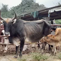 گاو آث ناف دار کول دار همه چی تمام|حیوانات مزرعه|عباسآباد, |دیوار