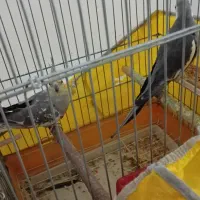 دو جفت عروس هلندی مولد