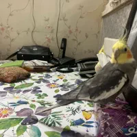 عروس هلندی|پرنده|ری, شهادت|دیوار