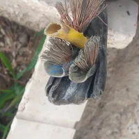 کابل سه فاز چاه/برق/توربین وپمپ کف کش و لوله ۴اینج