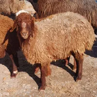 بره|حیوانات مزرعه|قلندر آباد, |دیوار