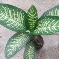 بامبو .گل و گیاه طبیعی|گل و گیاه طبیعی|ورامین, ورامین|دیوار