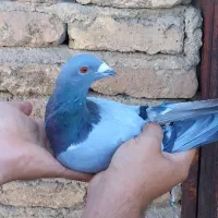 کفار پلاکی نر|پرنده|تهران, تختی|دیوار
