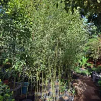 گیاه نی خیزران|گل و گیاه طبیعی|تهران, عباسآباد|دیوار