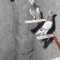 کبوتر پوس پیازی|پرنده|شیراز, میرزاکوچک خان|دیوار