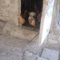 مرغو خروس لهستانی