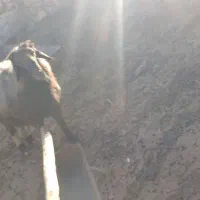 قوچ|حیوانات مزرعه|لوداب, |دیوار