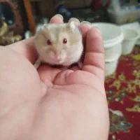 همستر کمپل قیمت مفت