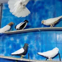 دسته رنگی درجه یک