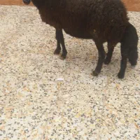 ۱راس میش بر