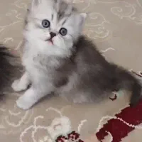 گربه بریتیش گلدو....