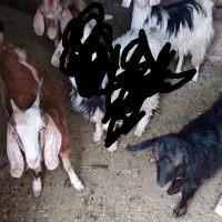 40 میلیون تومان|حیوانات مزرعه|اراک, |دیوار