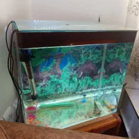 اکواریوم گوشت خوار|ماهی|سنندج, |دیوار