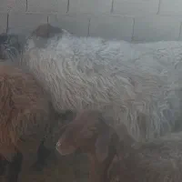 قوچ شال کاربلد